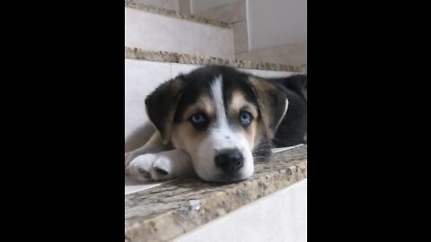 HUSKY SIBERIAN PUPPY