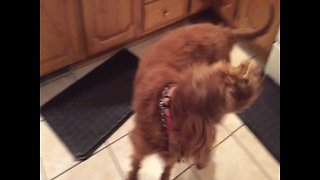 This Pup Just Wants his Spaghetti – Too Funny!