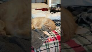 This cat is adorable when he sleeps! #cats #carshorts#cutecat #adorable