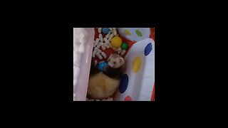 Ferret fun part 1