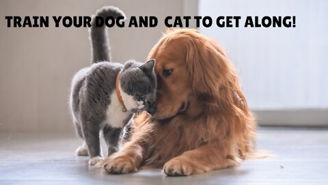 How to teach your dog and cat to get along!