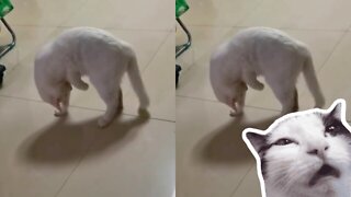 This Cat is Fighting Himself.