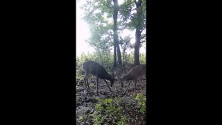 Fighting Bucks