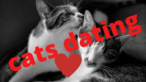 cats dating