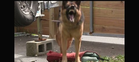 Guard Dog Training.EPIC SUCCESS!!