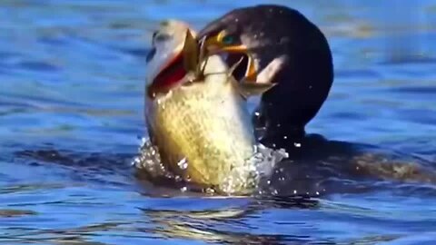 Birds hunt fish #trending #birdslove #beautifulnature #fyp #viral #birdslife