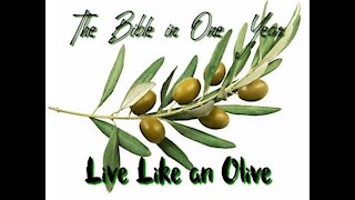 The Bible in One Year: Day 197 Live Like an Olive