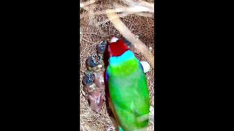 red head gouldian protect her tinny baby birds