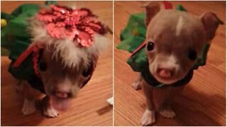 Puppy born with cleft palate is a miracle survivor