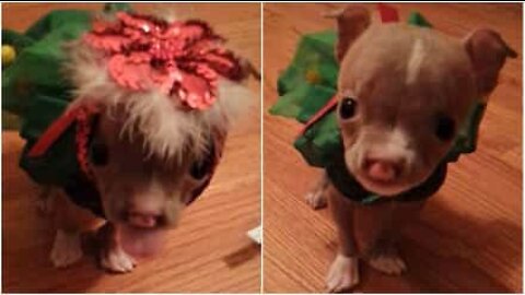 Puppy born with cleft palate is a miracle survivor