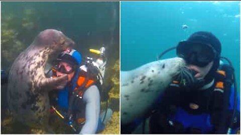 Incredibile! Foca grigia si innamora di un sub