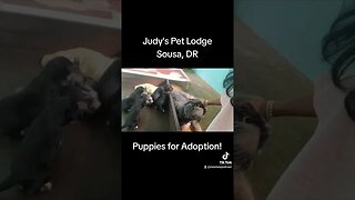Puppies for adoption at Judy's Pet Lodge. Sousa, Cabarete, Dominican Republic