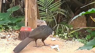 JACU COM FOME ALIMENTANDO DE BANANA