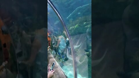 You Can't Do An Aquarium Visit w/out an Underwater Tunnel. Wife Made Friends With a Stingray.