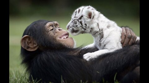 UNUSUAL ANIMAL FRIENDSHIPS || AMAZING ANIMAL FRIENDSHIPS