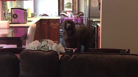 Counter-surfing dog gets caught in the act
