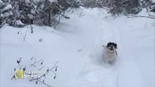 Snowshoes and zoomies on a wintery trail