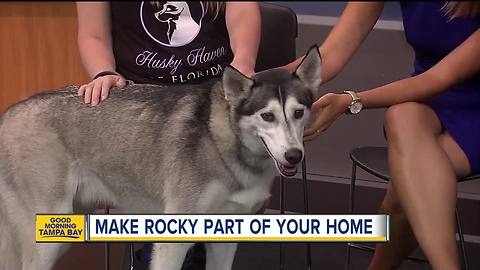 Rescues in Action April 15: Rocky seeks permanent digs