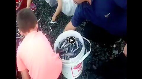 A little girl catching a lot of fish at the seashore