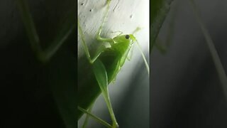 Lucky Green Cricket at Apexel Microscope Lens for Smartphone