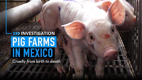 Exposing the Cruelty in Pig Farming