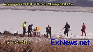 Recovery of cattle that fell through Okanagan Lake ice