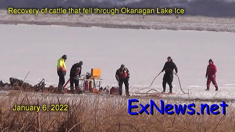 Recovery of cattle that fell through Okanagan Lake ice