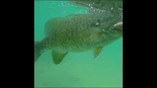 nice smallmouth release