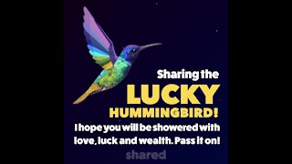 Lucky hummingbird [GMG Originals]