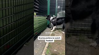 Dog loves watching football ⚽️ 😍 #dog #football