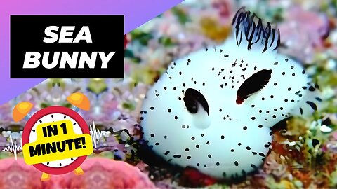 Sea Bunny - In 1 Minute! 🌊 The Most Adorable Ocean Creature! | 1 Minute Animals