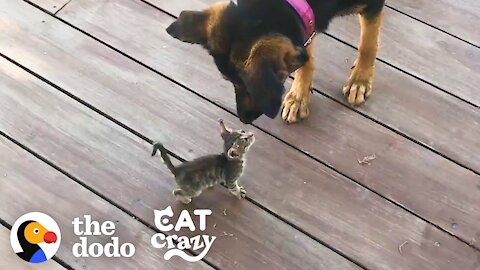Stray Kitten Picks A Dog As Her Mom | Cat Crazy