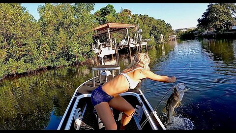 SLOT Snook on OPENING DAY in TAMPA BAY