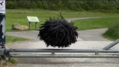 Cão com dreadlocks gigantes viraliza na internet