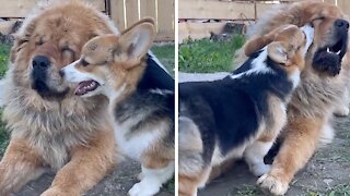 Overly-attached Corgi Obsessed With Tibetan Mastiff Best Friend