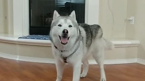 Husky Throws Temper Tantrum For No Reason At All