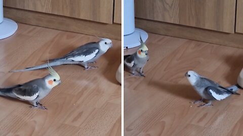 Pair of cockatiels have a case of the zoomies