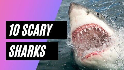 10 Scary Shark Sightings That Might Just Be Megalodon!