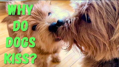 Cute Kissing Doggies!