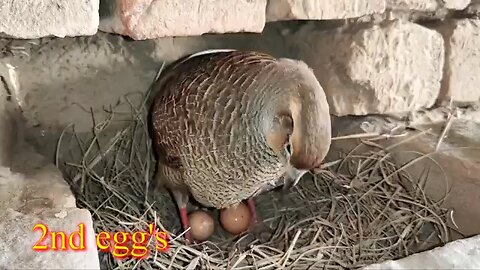 from crossing to hatching eggs full informative video