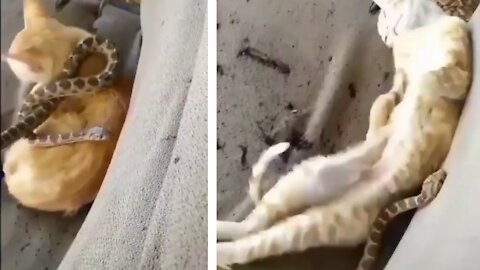 Snake on Sleeping Cat's body. Cat doing funny things