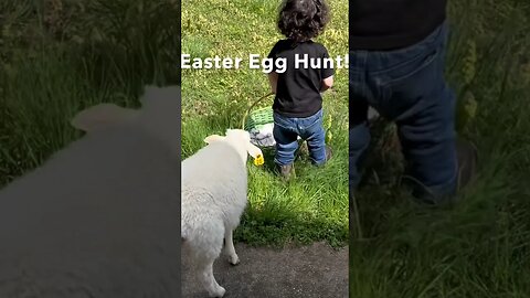 Ducky goes to church and leads an Easter egg hunt!