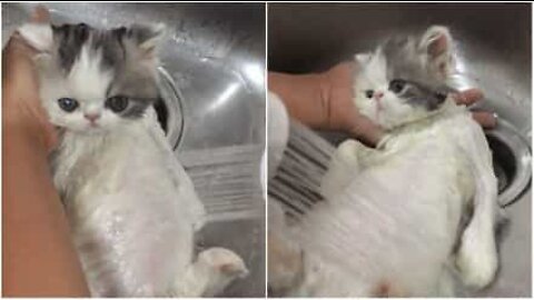 Gatinho adora tomar banho