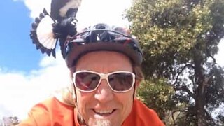 Cyclist attacked by crazy bird!