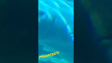 SeaWorld Orlando| Who Doesn't Love Manatees