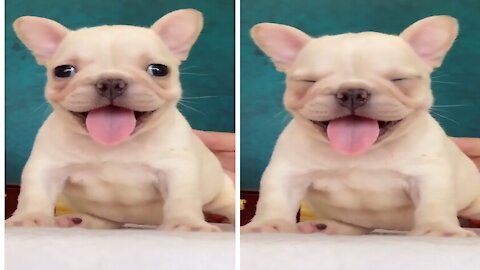 Cute Baby Dog - funny video