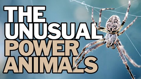 The Unusual Power Animals