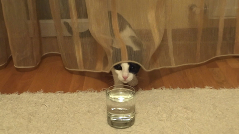 Cat Thoroughly Confused By Carbonated Drink Has The Purrfect Reaction