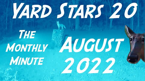 Yard Stars: The Monthly Minute - August 2022