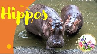 Hippos THIRD LARGEST MAMMAL ON EARTH